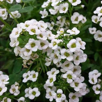 Alyssum Carpet of Snow - seed