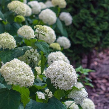 Hydrangea Annabelle
