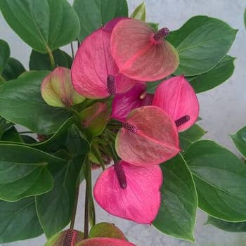 Anthurium Baby Purple flowering