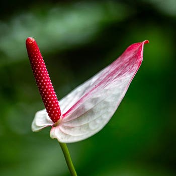 Anthurium Princess Amalia Elegance