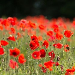 Anzac poppies Anzac poppies