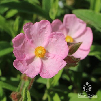 Silver Pink rockrose