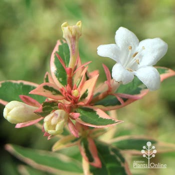 variegated abelia flowering