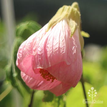 pale pink abutilon chinese lantern plant
