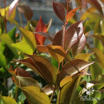 Acmena Firescreen new leaf colour