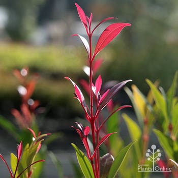 Acmena Forest Flame new leaf colour