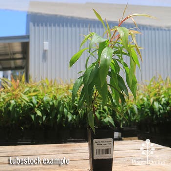 Agonis flexuosa nana tubestock