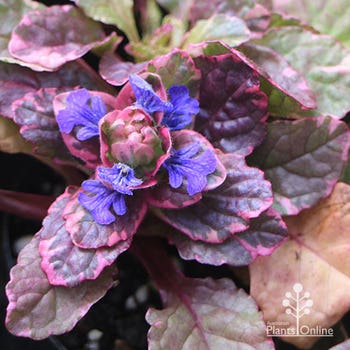 Burgundy ajuga in flower