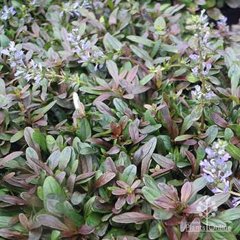 dark flowered bugle ajuga Chocolate Chip