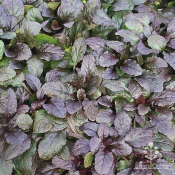 carpet of purple bugle plants