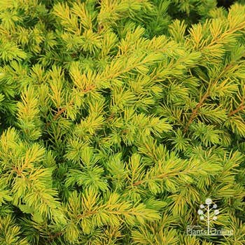 groundcover Juniper All Gold