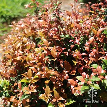 Acmena Allyn Magic pink foliage colour