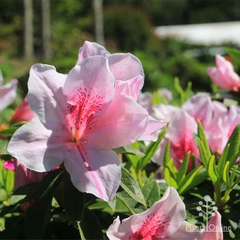 pale pink azalea Alphonse Anderson