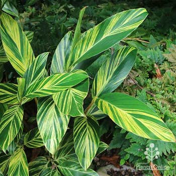 Alpinia zerumbet - striped shell ginger