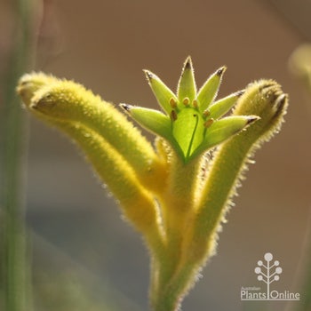 Anigozanthos Bush Bonanza kangaroo paw 