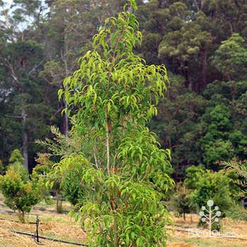 aniseed myrtle tree
