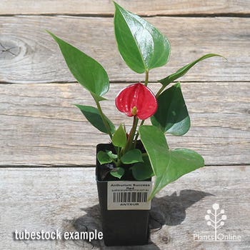 Success Red anthurium