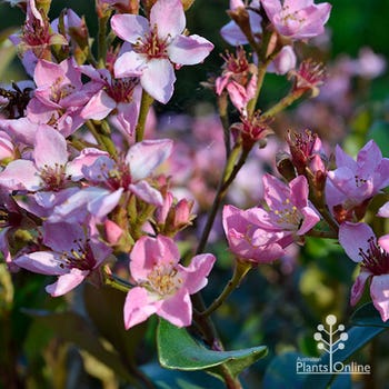 pink Indian Hawthorn Apple Blossom 
