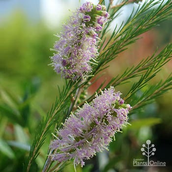 pink bracelet honey myrtle