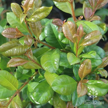 Aussie Southern lilly pilly foliage