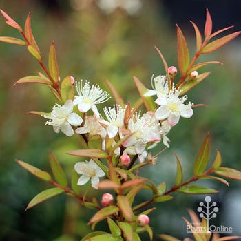 Austromyrtus dulcis midgem berry