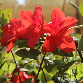 Azalea AUTUMN BRAVO