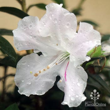 Ozbrred Encore Azalea Autumn Lily