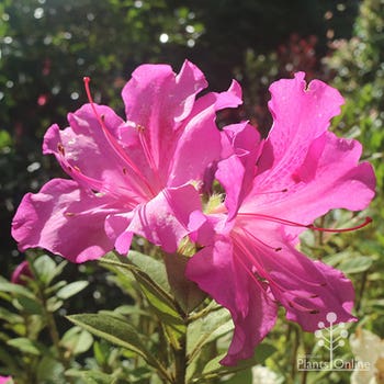 Ozbreed Encore Azalea Autumn Royalty 