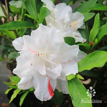 azalea Crown Jewel
