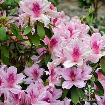 Azalea Exquisite - pale pink with darker freckles