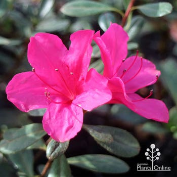Azalea kurume Hinode Giri