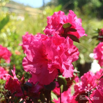Azalea Only One Earth 