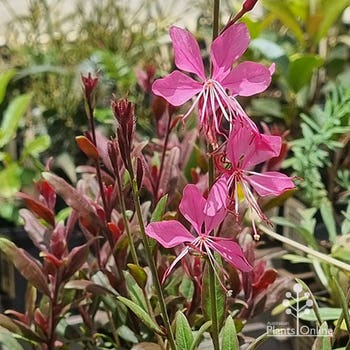 Gaura Baby Butterflies Rose