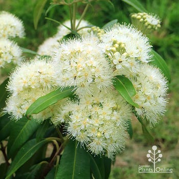 lemon myrtle in flower