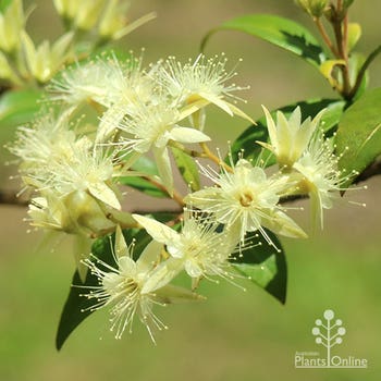 grey myrtle flowers