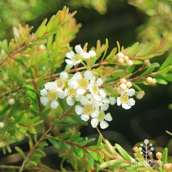 Babingtonia virgata Compacta flower