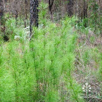 tassel cord rush growing wild