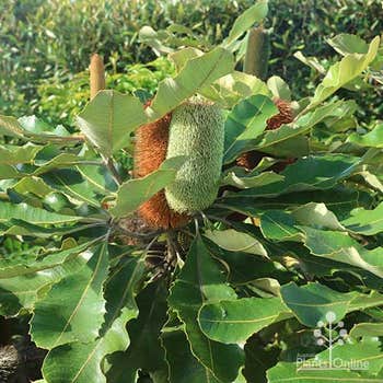 banksia robur swamp banksia