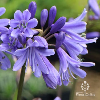 Bingo Blue agapanthus
