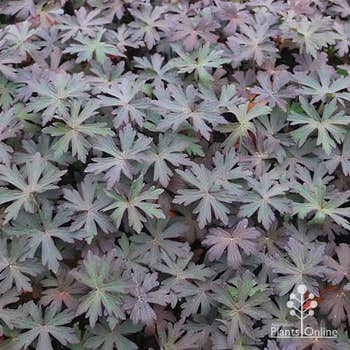 Black n White geranium with dark black leaves