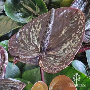 Anthurium Black Beauty