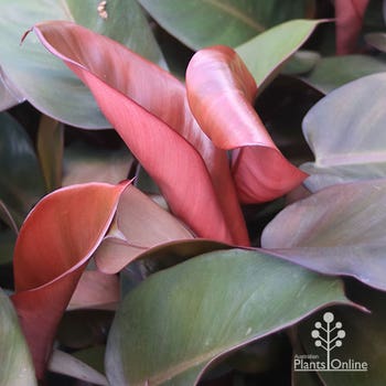 Philodendron Black Cardinal leaf colour