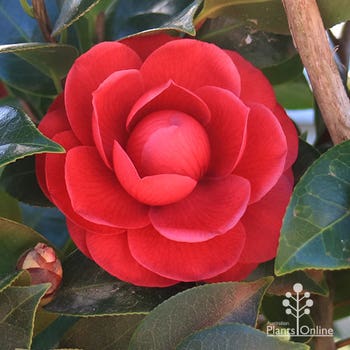 Camellia japonica Black Tie - red symmetrical flower