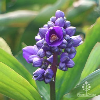 Dichorisandra thyrsiflora