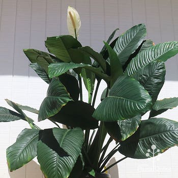 Mature peace lily Blue Moon