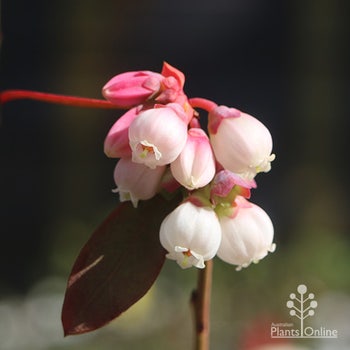 Sunshine Blue blueberry flowers