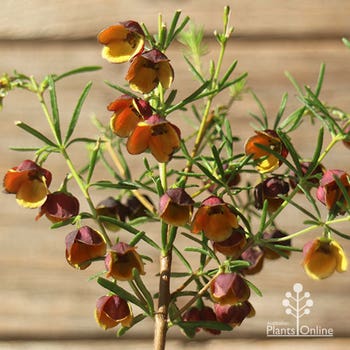 Boronia Dark Prince