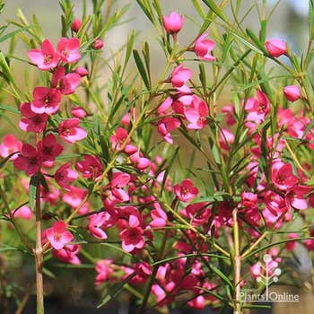 Boronia Lipstick