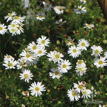 Brachyscome White Bliss cutleaf daisy