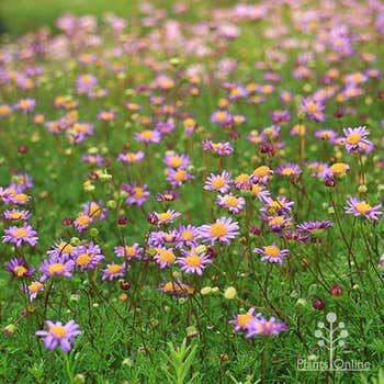 Break of Day brachyscome daisy